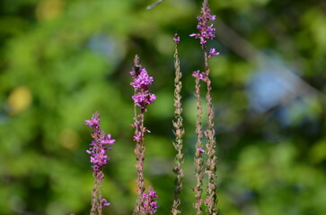 fleurs