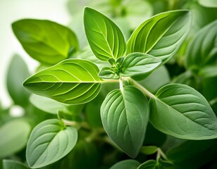 Obraz premium leaves oregano plant