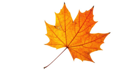 Fototapeta premium Single Orange Maple Leaf Autumn Season.