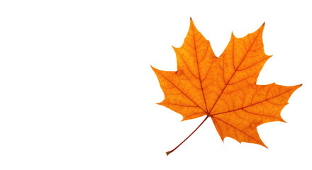 Fototapeta premium Single orange maple leaf isolated on white 5.