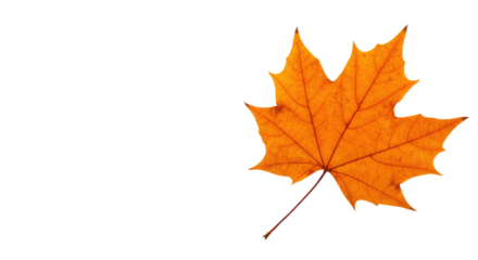 Single orange maple leaf isolated on white 4.