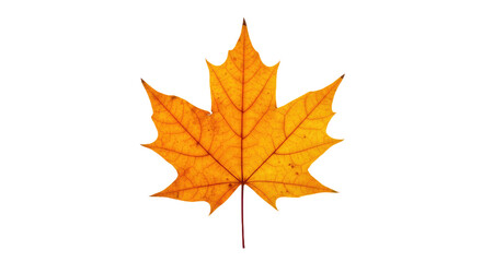 Single orange maple leaf isolated on white 11.