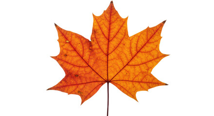 Single orange maple leaf isolated on white 12.