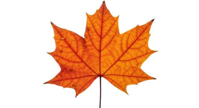 Single orange maple leaf isolated on white 12.