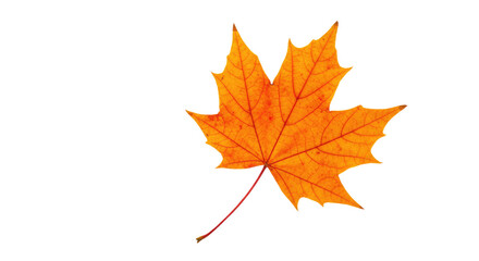 Fototapeta premium Single orange maple leaf isolated on white 18.