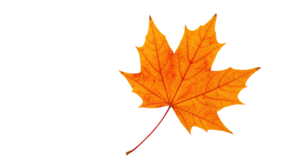 Single orange maple leaf isolated on white 18.