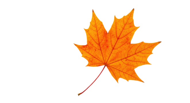 Single orange maple leaf isolated on white 18.