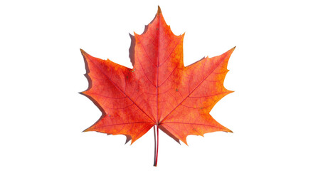 Obraz premium Single red maple leaf autumn foliage.