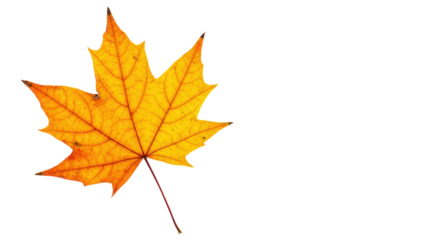 Single vibrant autumn maple leaf isolated.