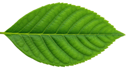 Single vibrant green leaf detailed macro shot 2.