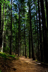 Obraz premium Vertical photo of a narrow trail through a dense dark forest with a mossy slope. Mystical woodland scene, like from a fairytale or fantasy world. Mossy forest trail in dark dense woods