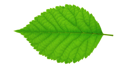 Obraz premium Single vibrant green leaf detailed view 8.