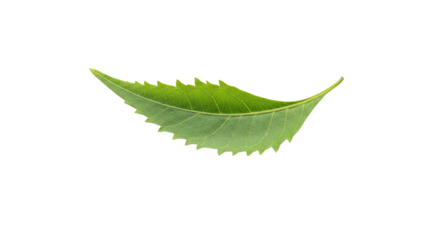 Single vibrant green leaf isolated on white 4.