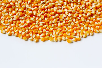 Yellow raw unpopped popcorn kernels