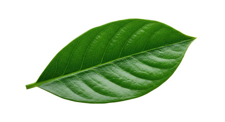 Obraz premium Single vibrant green leaf isolated on white 20.