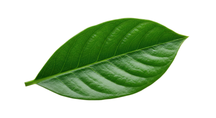 Single vibrant green leaf isolated on white 20.