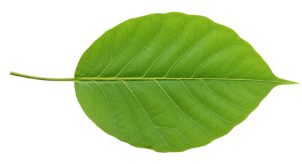 Obraz premium Single vibrant green leaf isolated on white.