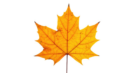 Fototapeta premium Single vibrant orange maple leaf autumn foliage.