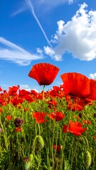 Vibrant poppy field under a clear sky