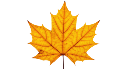 Single vibrant yellow maple leaf autumn foliage 4.
