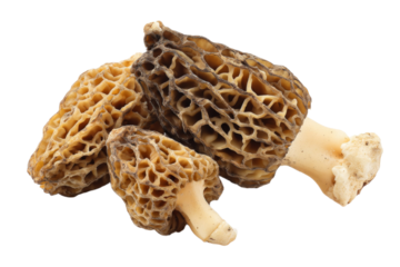Fresh morel mushrooms isolated on white background