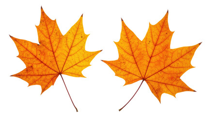 Fototapeta premium Two vibrant orange maple leaves isolated.