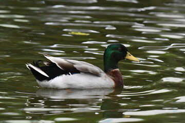 Marreco de pequim uma beleza única com um verde esmeralda cintilante e lindas asas no lago do jardim do Museu da República - Catete - RJ