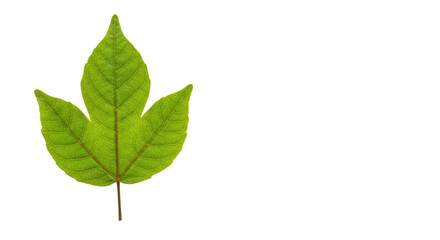 Fototapeta premium vibrant green leaf with five leaflets.