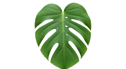 Vibrant Green Monstera Leaf Close Up.