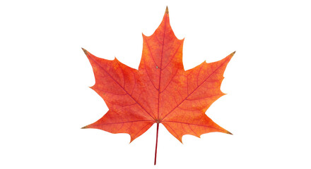 Fototapeta premium Vibrant Red Maple Leaf Autumn Foliage 1.