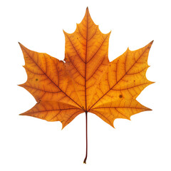 Fototapeta premium Autumn Maple Leaf on White – Symbol of Fall, Change, and Natural Beauty