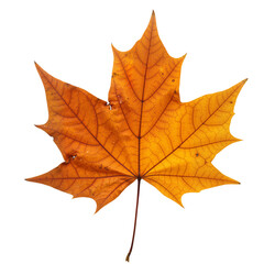 Obraz premium Autumn Maple Leaf on White – Symbol of Fall, Change, and Natural Beauty