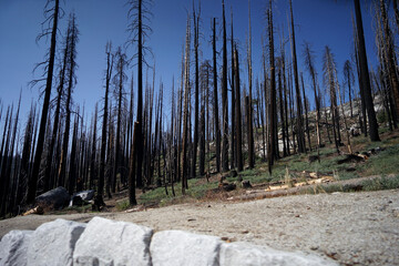 アメリカの山火事で焼けた木々