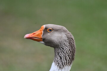 Um close-up perfeito de um lindo ganso mostrando bem cada detalhe no lago do jardim do Museu da...
