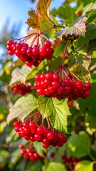 Vibrant red berries on green leaves