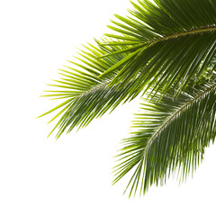 Fototapeta premium Palm fronds close up