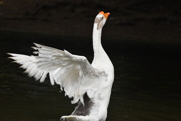 Um lindo ganso se secando no jardim do Museu da República - Catete - RJ
