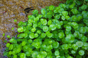 Green Asiatic pennywort or Centella asiatica leaves with fresh water droplets growing beside a clear stream with pebbles at the bottom.
