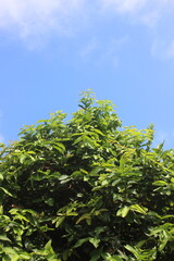 tree branches against blue sky