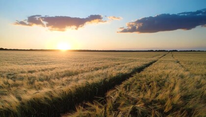 Golden wheat field at sunset