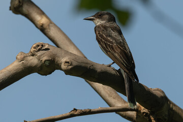 Portrait of an eastern kingbird perched in a tree.