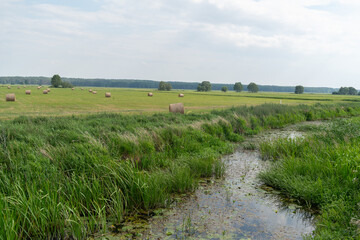 Zielone łąki w dolinie Biebrzy.  Biebrzański Park Narodowy