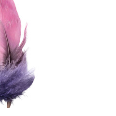 Pink and purple feather close up