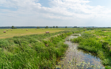 Zielone łąki w dolinie Biebrzy.  Biebrzański Park Narodowy
