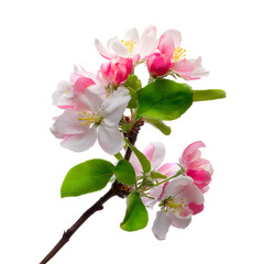 Pink and white apple blossoms on branch