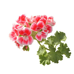 Pink and white geranium flowers close up