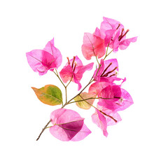 Pink bougainvillea floral arrangement