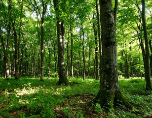 Fototapeta premium Lush forest canopy (3)