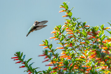 Hummingbird flying toward vermillionaire or firecracker plant in garden with white background