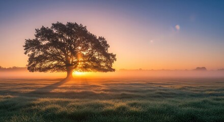 Sunrise through a majestic tree in a misty field